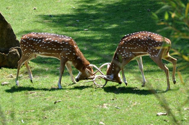 min 2013 07 06 beauval 257